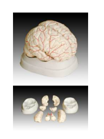 Model mózgu człowieka